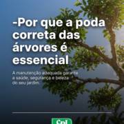 -Por que a poda correta das árvores é essencial