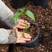 Dicas Essenciais para Manter Seu Jardim Saudável Durante Todo o Ano
