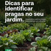 Dicas para identificar pragas no seu jardim
