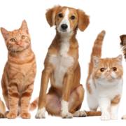 Tela de proteção para gatos: por que investir?
