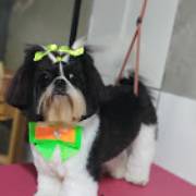 Com que frequência deve-se tosar o pelo dos cães?