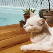 Ambientes Externos Mais Aconchegantes Até para os Seus Pets – Gridma Móveis Planejados