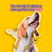 Seu aumigo só abana o rabo quando está feliz? Entenda um pouco mais:
