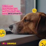 5 Motivos que mostram que seu aumigo está descontente