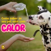 Como saber se o seu pet está com calor?