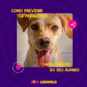 Saiba como prevenir os problemas mais comuns do seu Aumigo!