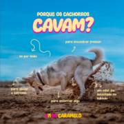Porque os cachorros cavam? A Casa Caramelo te conta!