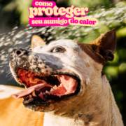 Você Sabe Como Proteger Seu Aumigo do Calor? Confira as Dicas que a Casa Caramelo Preparou para Você!