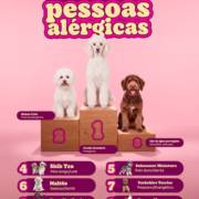 Conheça as melhores raças para quem sofre com alergias