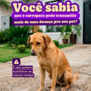 Você sabia que o carrapato pode transmitir mais de uma doença para o seu pet?