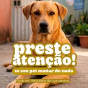 Mudanças no comportamento do seu aumigo pode ser um sinal de alerta