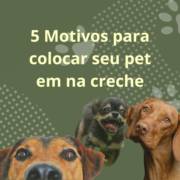 Motivos Irrefutáveis para Optar por uma Creche para Cachorros