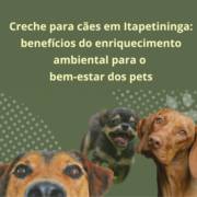 Creche para cães em Itapetininga: benefícios do enriquecimento ambiental para o bem-estar dos pets