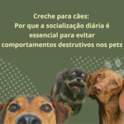 Creche para cães: por que a socialização diária é essencial para evitar comportamentos destrutivos nos pets