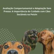 Avaliação Comportamental e Adaptação Sem Pressa: A Importância do Cuidado com Cães Sociáveis na Petzin