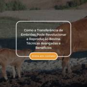 Como a Transferência de Embriões Pode Revolucionar a Reprodução Bovina: Técnicas Avançadas e Benefícios