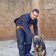 Galeria de vídeos Castro Cães de Proteção