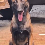 Ninhada de Pastor Belga Malinois em Avaré