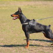 Adestramento de cães em Avaré: mais harmonia na rotina