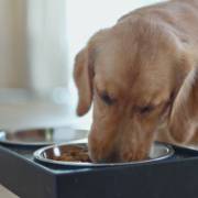 Como escolher a ração ideal para seu pet?