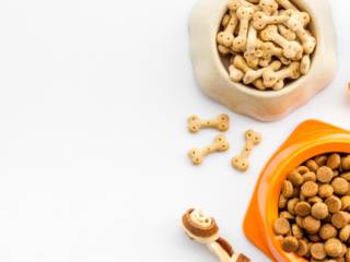 Alimentação Animal Em Itaquaquecetuba SP: Como Escolher A Melhor Ração Para Seu Pet