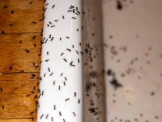 Quais são os sinais de uma infestação de pragas?