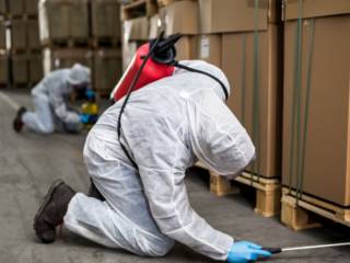 Como prevenir pragas em casas e comércios em Cândido Mota
