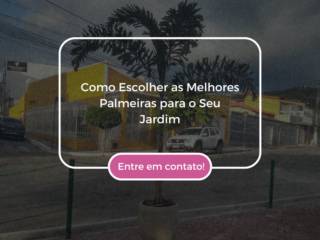 Como Escolher as Melhores Palmeiras para o Seu Jardim