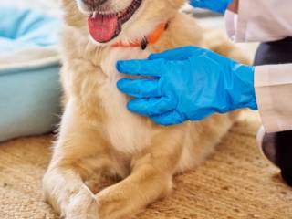 Saúde Animal Em São Manuel: Cuidado Veterinário Com Qualidade