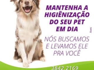 Táxi Dog para levar e trazer seu bichinho do banho e tosa em São Manuel