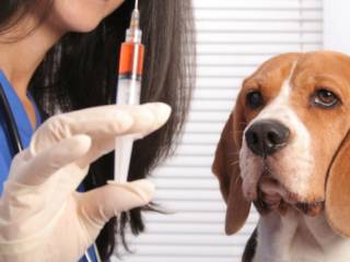 Vacina para cachorro filhote: quando começar?