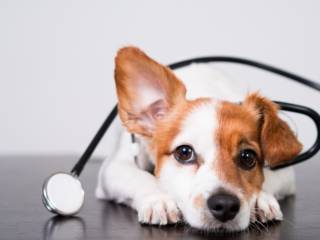 Clínica veterinária em Itatinga: cuidado e bem-estar para quem faz parte da família