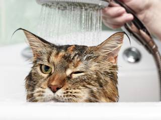 Banho e tosa em gatos são necessários?