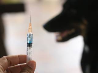 Vacina anti-cio: uma solução que pode custar a saúde da sua cadela!