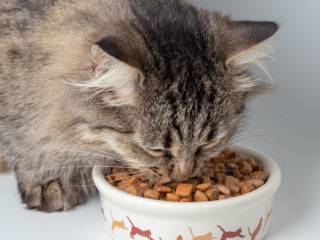 Gatos podem comer somente sachê?