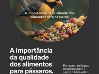 A importância da qualidade dos alimentos para pássaros