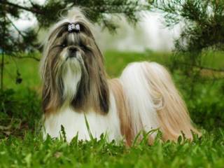 Tipos de tosas para shih tzu