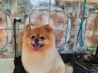 Banho e Tosa com Leva e Traz