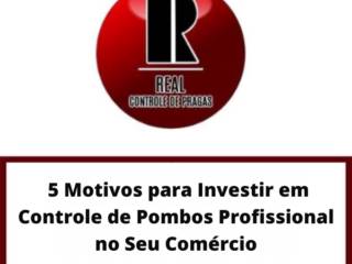  5 Motivos para Investir em Controle de Pombos Profissional no Seu Comércio