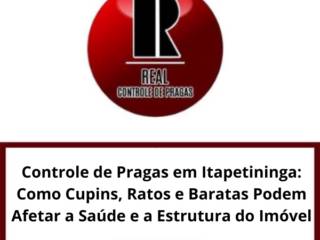 Controle de Pragas em Itapetininga: Como Cupins, Ratos e Baratas Podem Afetar a Saúde e a Estrutura do Imóvel