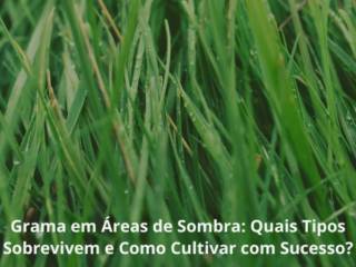 Grama em Áreas de Sombra: Quais Tipos Sobrevivem e Como Cultivar com Sucesso?
