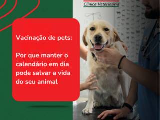 Vacinação de pets: por que manter o calendário em dia pode salvar a vida do seu animal