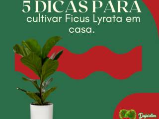 5 Dicas para Cultivar Ficus Lyrata