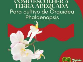 Como escolher a terra adequada para cultivo de Orquídea Phalaenopsis