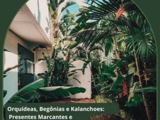 Orquídeas, Begônias e Kalanchoes: Presentes Marcantes e Lembranças Especiais com Flores Vivas