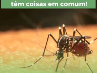 Dengue e Coronavirus têm muita coisa em comum! 