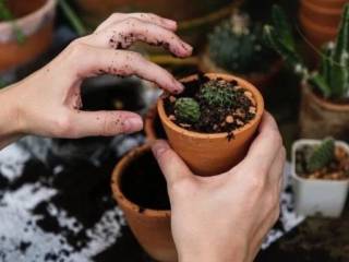 Como proteger suas plantas de altas temperaturas