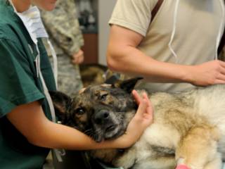 Saúde preventiva para pets: cuidado veterinário em Assis