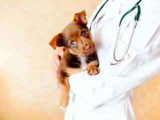 A importância da visita ao veterinário: qual a frequência ideal?