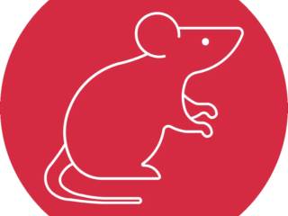 Ratos